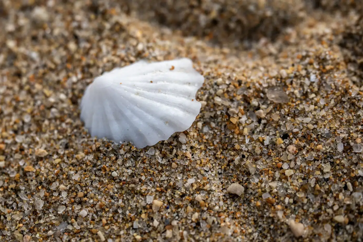 Seashells including a lightning whelk and a sand dollar scattered along the tide line of an empty white sand Florida beach
